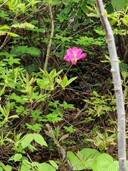 Rhododendron albrechtii, photograph Andreas Taeger, CC BY, iNaturalist via GBIF