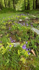 Pinguicula grandiflora