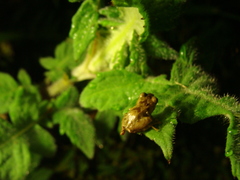 Pristimantis parvillus