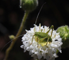 Platylyra californica