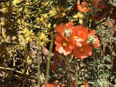 Sphaeralcea coccinea