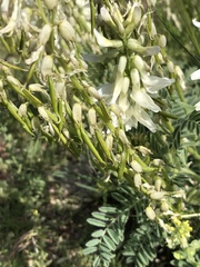Astragalus drummondii