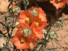 Sphaeralcea coccinea