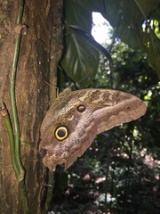 Caligo telamonius