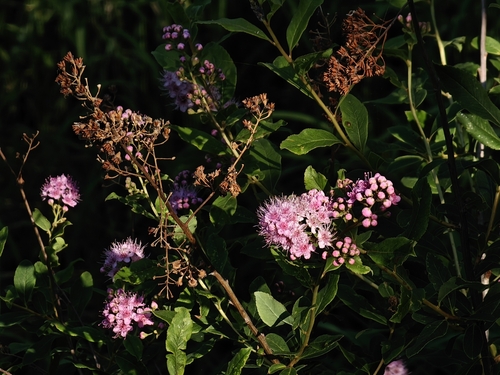Bridewort