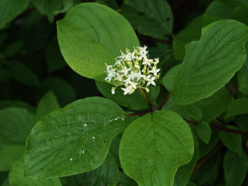 Tatarian dogwood