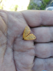 Setina roscida