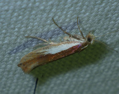 Ypsolopha parenthesella