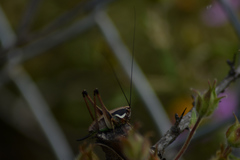 Eupholidoptera smyrnensis