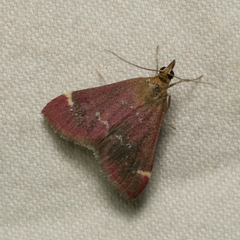 Pyrausta nexalis