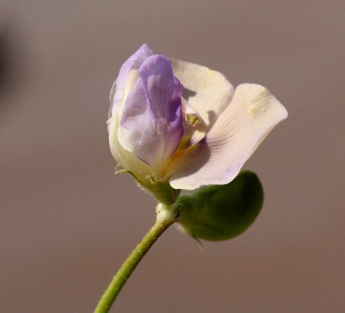Wild Cow Pea