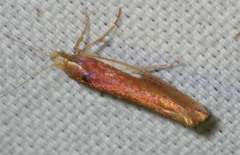 Ypsolopha parenthesella