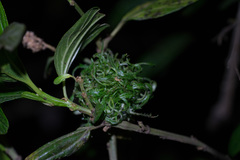 Asphondylia ceanothi