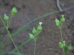 Silene multinervia