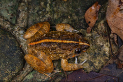 Fragile Large-Headed Frog photo 3
