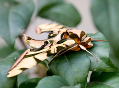 Batocnema coquerelii