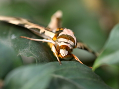 Batocnema coquerelii