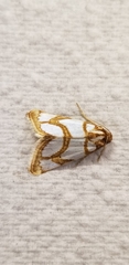 Argentostiria koebelei