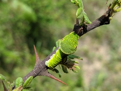 Papilio syfanius