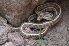 Slender Racer photo 2