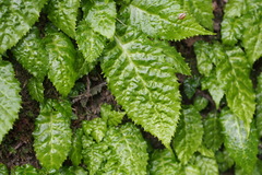 Conandron ramondioides