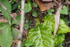 Conandron ramondioides