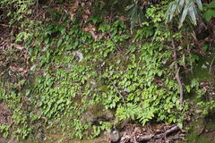 Conandron ramondioides