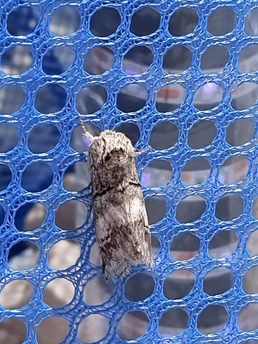 Drymonia querna