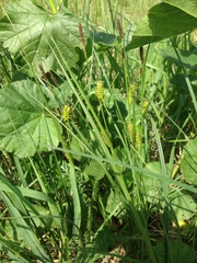 Carex melanostachya