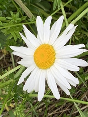 Leucanthemum vulgare