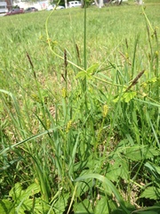 Carex melanostachya