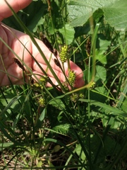Carex melanostachya