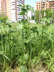 Carex melanostachya