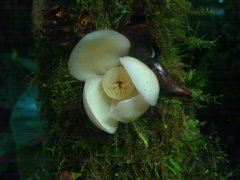 Grias theobromicarpa