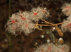 Clematis villosa stanleyi