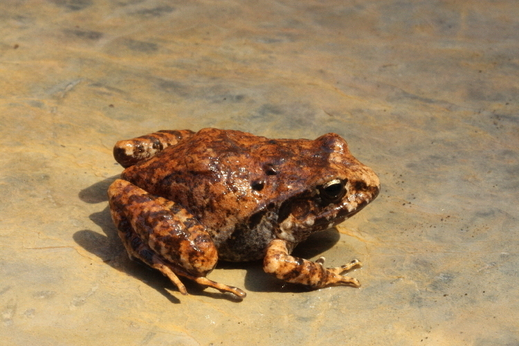 Gunther's Robber Frog