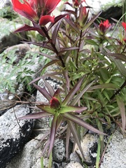 Castilleja miniata dixonii