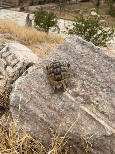 Nabeul Tortoise