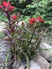 Castilleja miniata dixonii