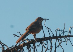 Toxostoma crissale