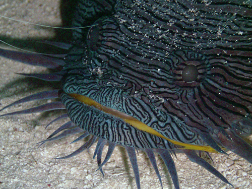 Splendid Toadfish