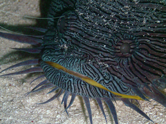 Splendid Toadfish photo 3