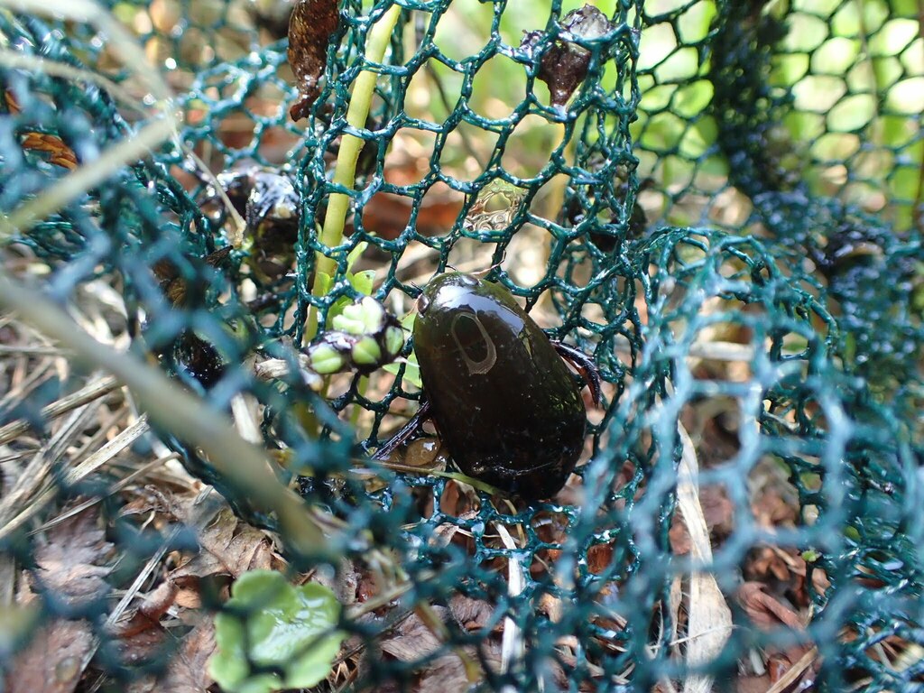 Cybister brevis in September 2018 by renshuchu · iNaturalist