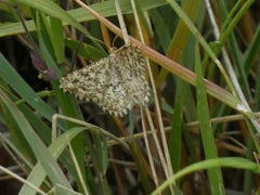 Heliomata glarearia