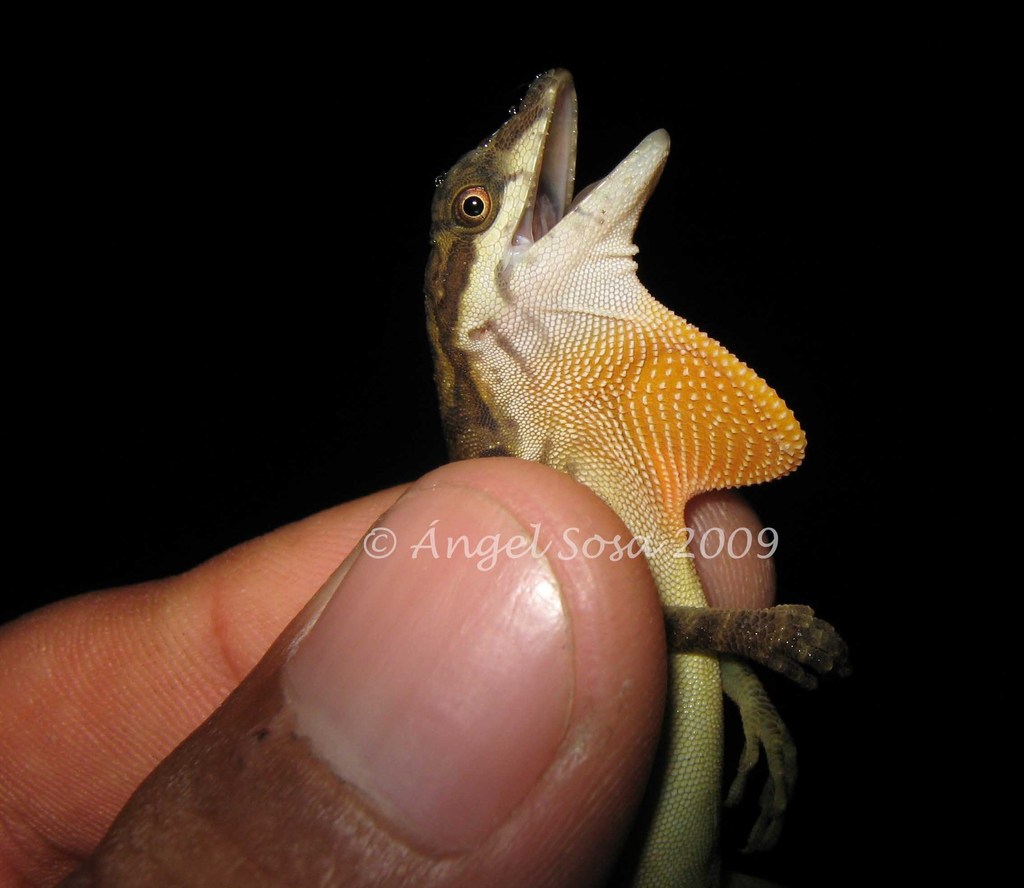 Lion Anole