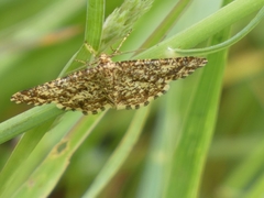 Heliomata glarearia