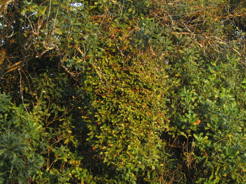 Image of Benthamina alyxifolia by (c) Samuel Frankel, some rights reserved (CC BY)