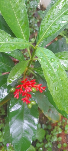 Image of Rauvolfia serpentina by no rights reserved