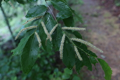 Castanea ozarkensis