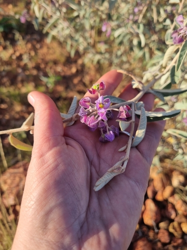 Seringia nephrosperma